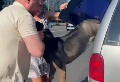 Петербуржцы спасли запертую в машине на жаре собаку
