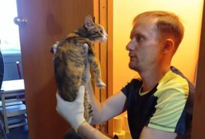 Домашняя кошка пять дней прожила в вентиляции дома в Красном Селе