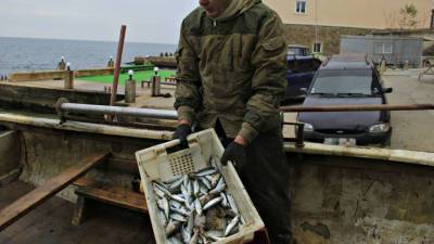 Ни хвоста, ни чешуи: почему моря вокруг Крыма перестали кормить рыбой