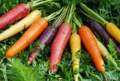 В чём отличие чёрной и фиолетовой моркови от обычной