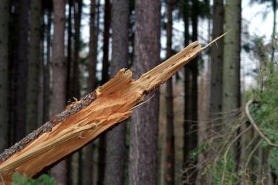 60-летнюю ижевчанку убило упавшим деревом.