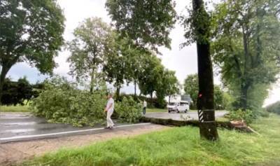 В Дзержинском районе из-за упавшего дерева погибла сельчанка