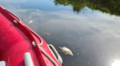 "Мертвая рыба сплошным потоком": В Которосли из-за жары гибнет рыба