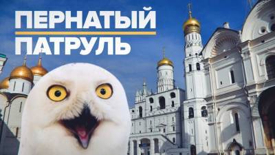 Полярная сова, соколы и филин: как хищные птицы защищают Кремль от ворон