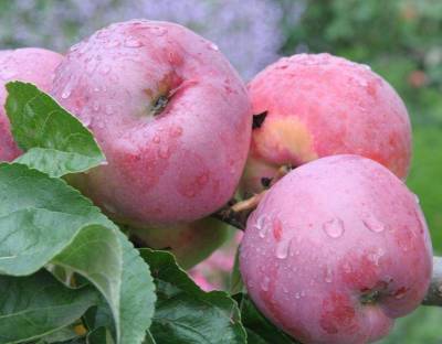 Сорт яблок Подарок Графскому: фото и описание, отзывы