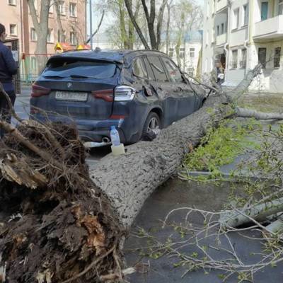 В Москве на женщину упало дерево
