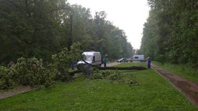 СК проведет проверку после падения дерева на женщину в Измайловском парке - vm.ru - Москва
