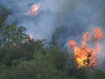 В одной из турецких провинций горят леса