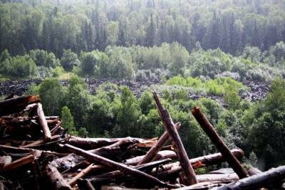 Россия столкнулась с дефицитом древесины - newsland.com - Россия