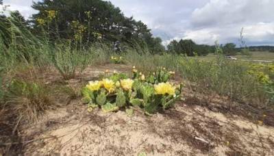 В Украине в лесу цветут кактусы: ученые предупреждают об опасности