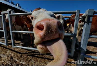 Ветеринары пришли на помощь аграриям в заготовке корма для скота
