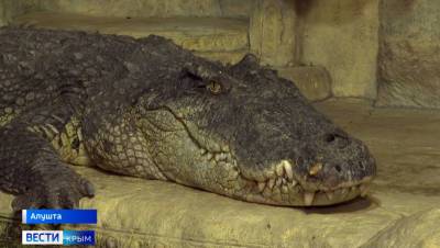Ялтинский крокодил Доктор Хаус не ест неделю после наводнения