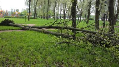 Дерево придавило жительницу Москвы во время прогулки в парке