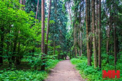 В более чем 100 районах Беларуси сохраняются запреты и ограничения на посещение лесов