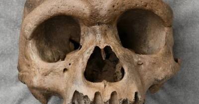 Новый вид. В Китае обнаружили череп неизвестного науке древнего "человека-дракона"