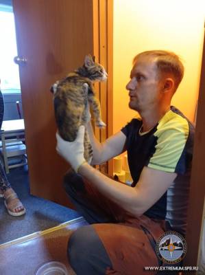 В Красном Cеле спасатели вытащили кошку, прожившую 5 дней в вентиляции — видео