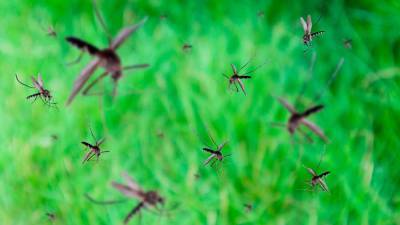 Избавляемся от москитов экологично: 15 растений, которые отпугивают комаров и других насекомых
