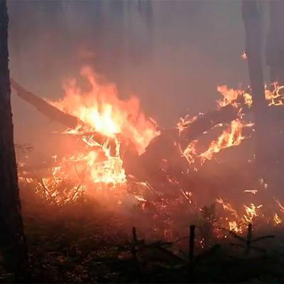 Лес горит в городском округе Люберцы в Подмосковье