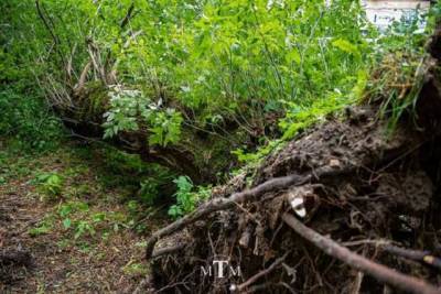 У Львові ураган з корінням вирвав дерево, але статуя Христа вціліла