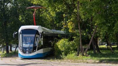 Трамвайные маршруты изменены из-за падения дерева на севере Москвы - vm.ru - Москва - На