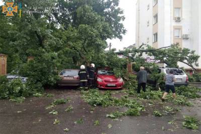 В Виннице ветер повалил дерево сразу на четыре автомобиля