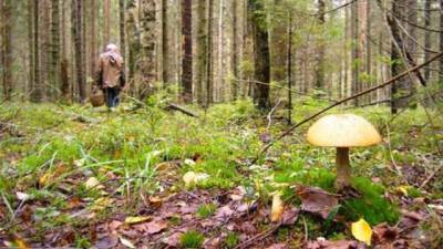 На Чернігівщині знайшли тіло пенсіонерки,яка пішла за грибами і зникла