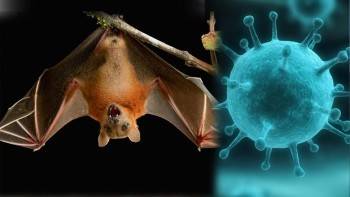 В Индии обнаружен вирус, который переносят летучие мыши, и он неизлечим