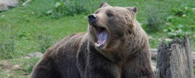 По разрешению минприроды в Новосибирской области застрелят медведя
