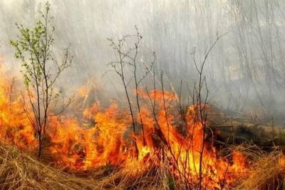 Лесной пожар на 2 га тушат в Тунгиро-Олекминском районе