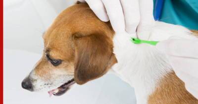 Как защитить собаку от укуса клеща: советы специалиста