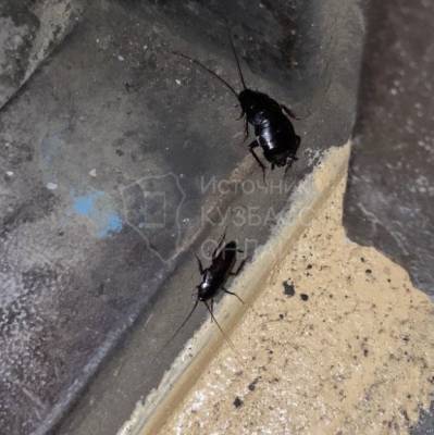 Кемеровчане пожаловались на огромных чёрных тараканов в подъезде