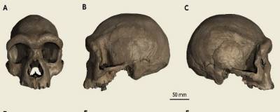 Ученые отнесли найденный череп к ранее неизвестному виду человека