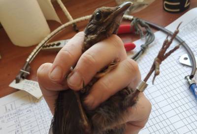 «Молодой и неопытный»: Ладожские орнитологи показали нового подопечного
