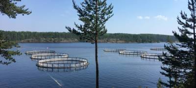 Эксперты проверят влияние рыбоводных хозяйств Карелии на экологию Онежского озера