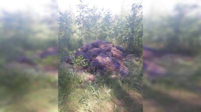 В микрорайоне Воронежа обнаружили гниющую свалку картофеля