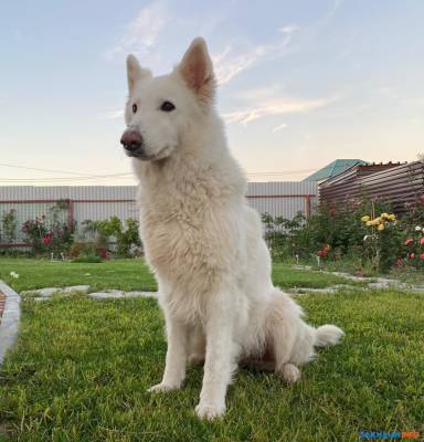 Сахалинцы уверены, что дело об их застреленной собаке пытаются замять