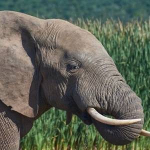 В Индии слон за два месяца убил 16 человек