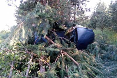 В Ермишинском районе Рязанской области Renault въехал в дерево, водитель погиб