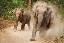 В Индии охотники ищут отставшего от стаи слона, который убил 16 человек