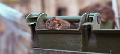 Около 10 тысяч крыс живут на контейнерных площадках в Петрозаводске