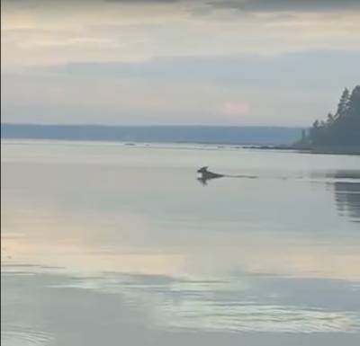 Видео: лось устроил утренний заплыв под Выборгом
