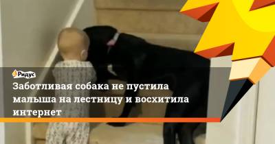 Заботливая собака не пустила малыша на лестницу и восхитила интернет
