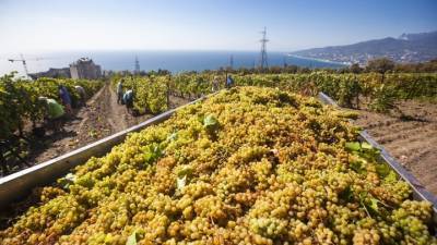 Иберийский красностоп: испанские сорта винограда оказались родом из России