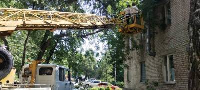 В Ульяновске увеличили количество рабочих бригад по сносу аварийных деревьев