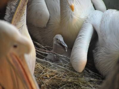 В Тюменской области в заказнике нашли 20 мертвых пеликанов