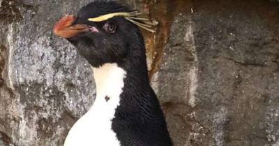 Пингвину-долгожителю из американского зоопарка пошили ботинки для борьбы с артритом (фото)