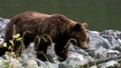 В Новосибирской области на видео "поймали" угрожающих селу медведя с медвежонком