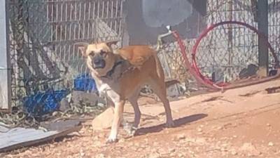 Скандал на базе ЦАХАЛа: собак держат на цепях под палящим солнцем