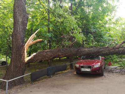 Дерево рухнуло прямо в окно на Малой Ботанической улице в Москве