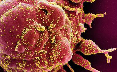 Симптомы лямбда-штамма коронавируса: сколько случаев заражения новым вариантом было выявлено в Соединенном Королевстве? (Daily Express, Великобритания)